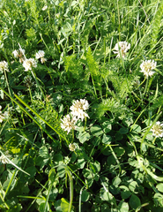 Trifolium repens