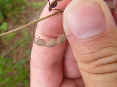 Desmodium nuttallii