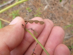 Desmodium nuttallii
