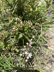 Swertia macrosperma