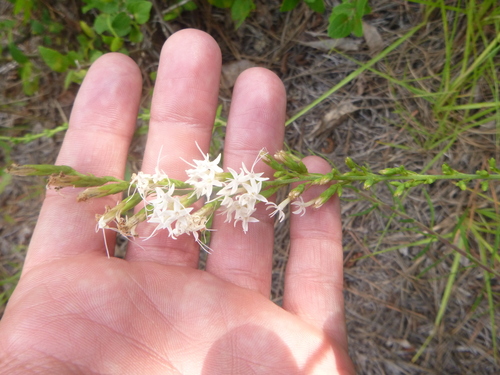 Image of Liatris secunda by no rights reserved