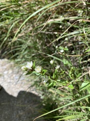 Swertia macrosperma