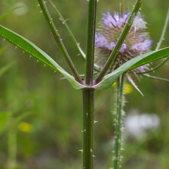 Dipsacus fullonum