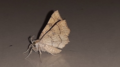 Lepidoptera