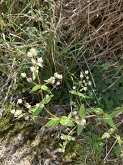 Swertia macrosperma