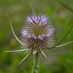 Dipsacus fullonum