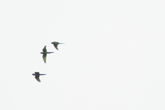 Psittacara leucophthalmus