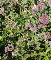 Arctium tomentosum
