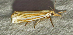 Crambus laqueatellus