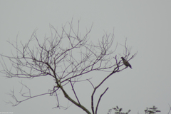 Patagioenas picazuro