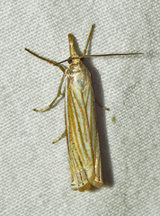 Crambus laqueatellus