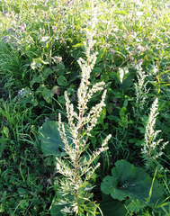 Artemisia vulgaris