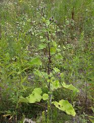 Arctium minus