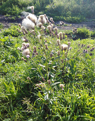 Cirsium arvense