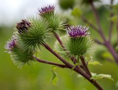 Arctium minus