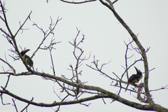 Pteroglossus aracari