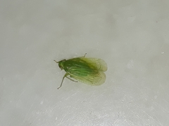 Tropiduchinae