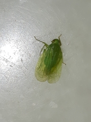 Tropiduchinae