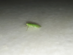 Tropiduchinae