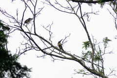 Pteroglossus aracari