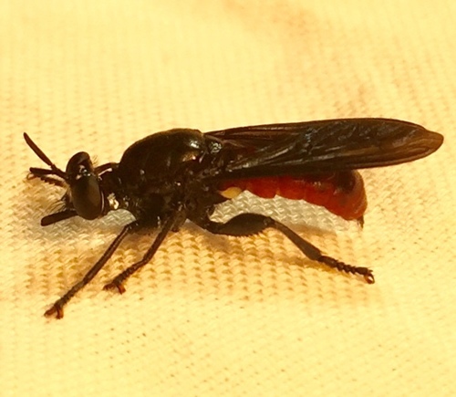 Black-backed Lampria photo 5