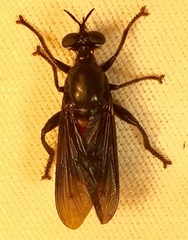 Lampria bicolor