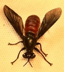 Lampria bicolor