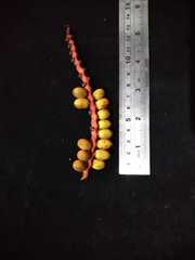 Pinanga