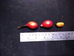 Polyalthia lateriflora