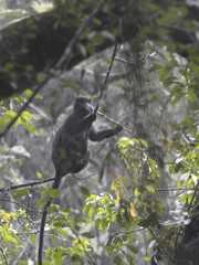 Trachypithecus mauritius