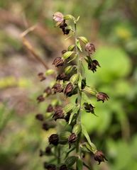Epipactis helleborine