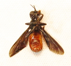 Lampria bicolor