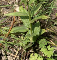 Epipactis helleborine