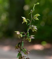 Epipactis helleborine