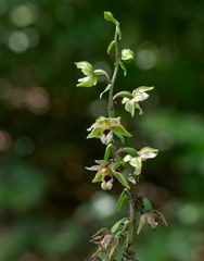 Epipactis helleborine