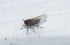 Isodelphax basivitta