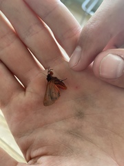 Phragmatobia lineata