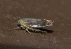 Acinopterus acuminatus