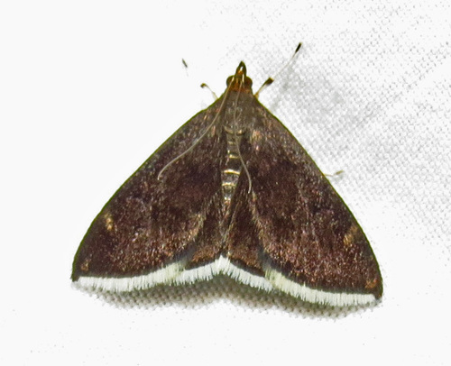 White-fringed Pyrausta Moth