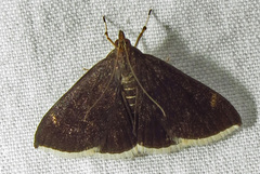 Pyrausta niveicilialis