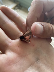 Phragmatobia lineata