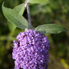 Buddleja davidii