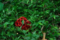 Clathrus cristatus