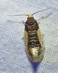 Henricus edwardsiana