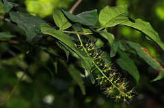 Urobotrya sparsiflora
