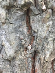 Cresponea chloroconia