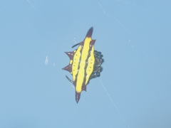 Gasteracantha diadesmia