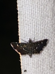 Diathrausta harlequinalis