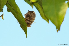 Consul fabius cecrops