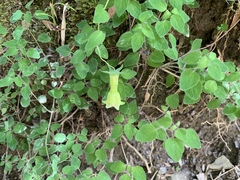 Codonopsis kawakamii